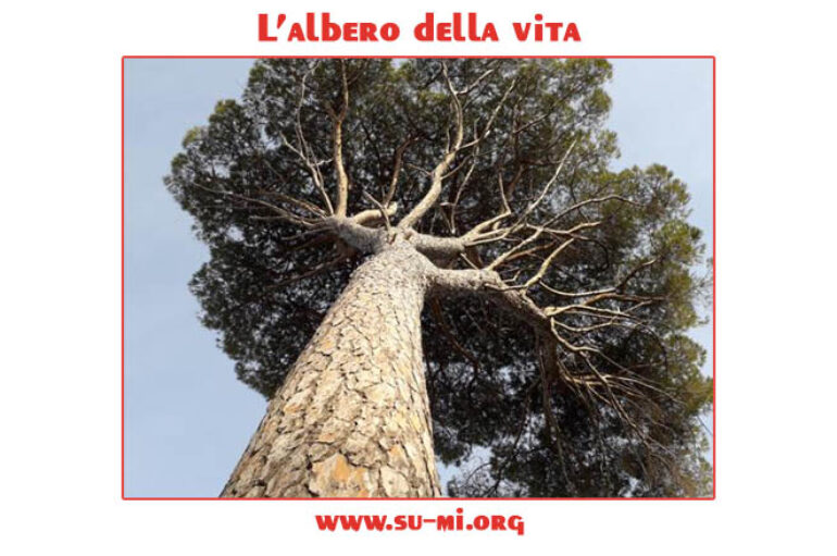 www.su-mi.org:  l’albero della vita