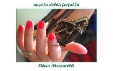 foto Silvio Mencarelli: nascita della farfalla