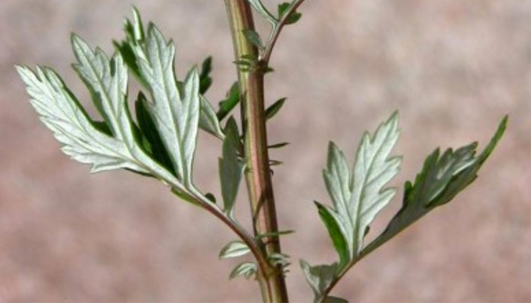L’artemisia