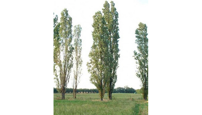 L’albero del popolo