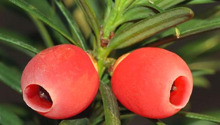 Una pianta millenaria