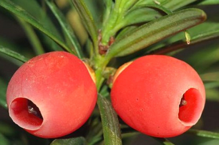 Una pianta millenaria