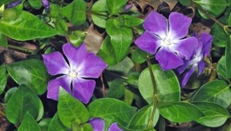 La rondine dei fiori