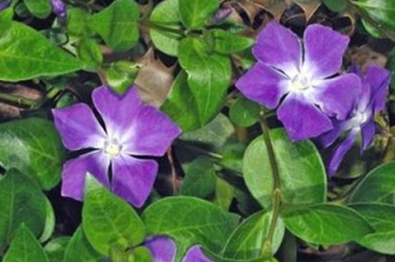 La rondine dei fiori
