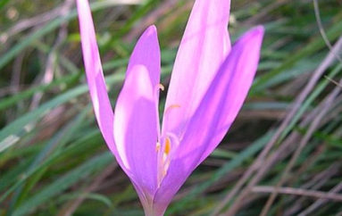 Il bel fiore malvagio