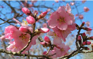 Rapsodia in rosa