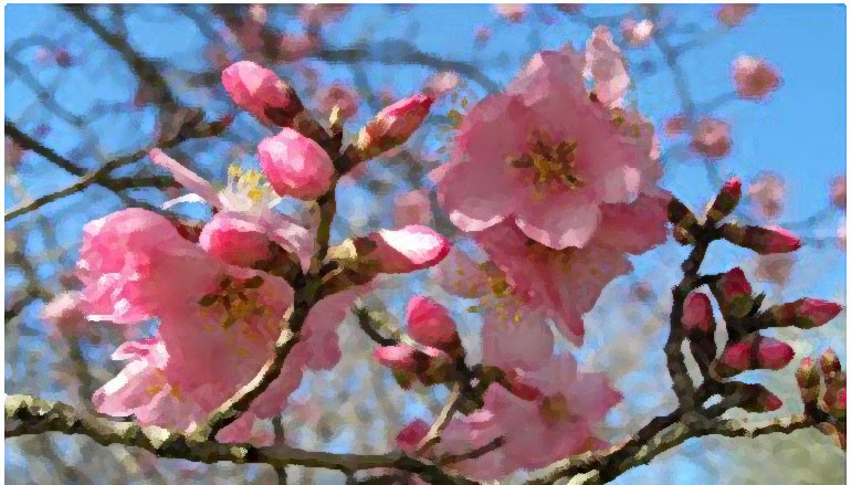 Rapsodia in rosa