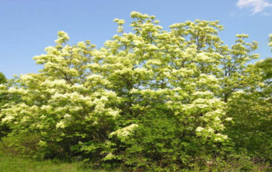 L’albero della manna