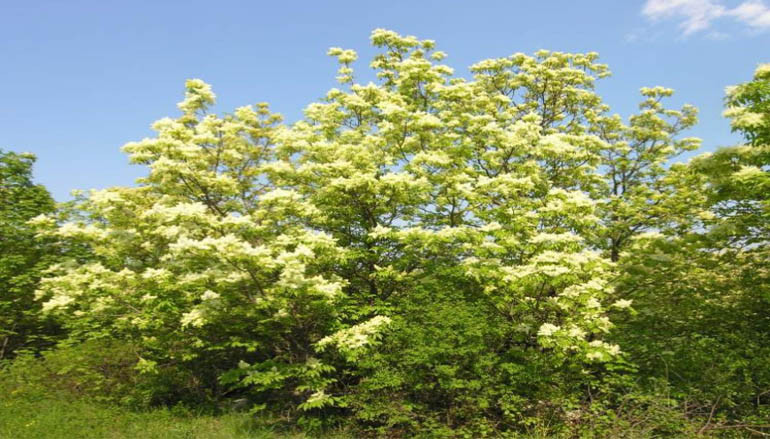 L’albero della manna