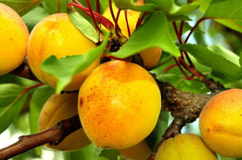 L’albicocco