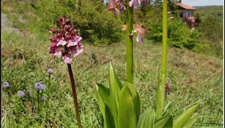 Il fiore dell’eleganza