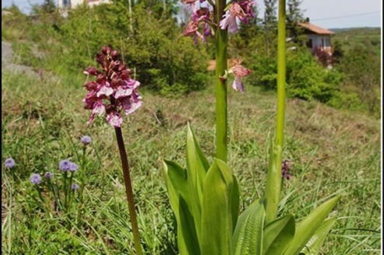 Il fiore dell’eleganza