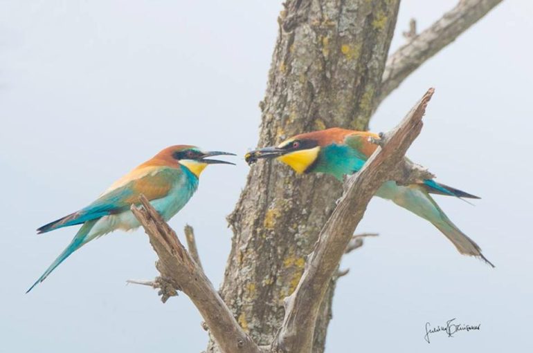 Scatto d’autore di Guerino Trivisonno