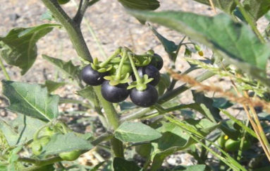 Il più antico anestetico