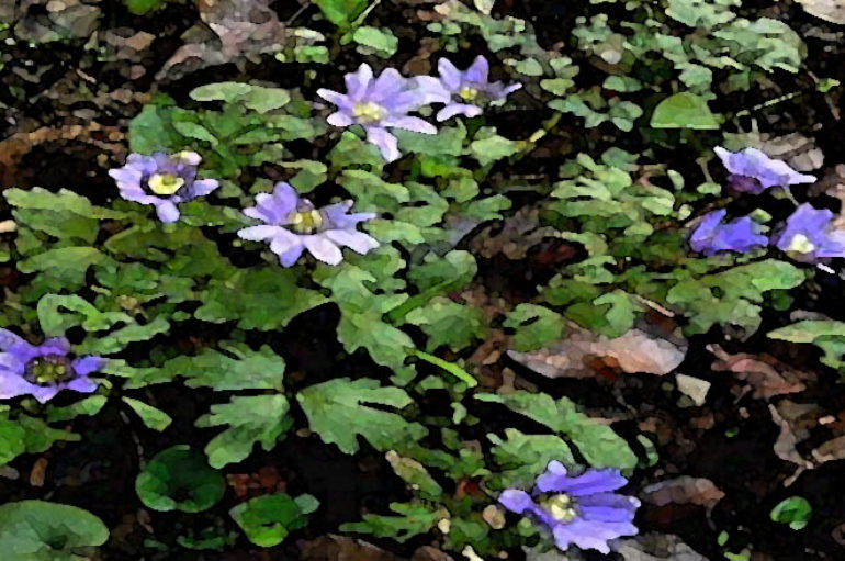 Effimera bellezza