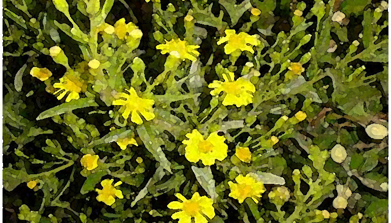 Una pianta dalla lunga fioritura