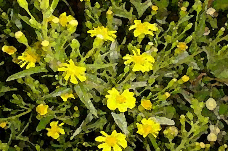 Una pianta dalla lunga fioritura