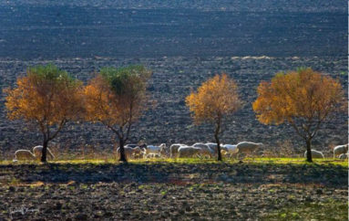 Scatto d’autore: Guerino Trivisonno