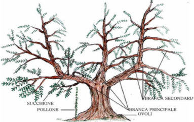 La potatura dell’olivo