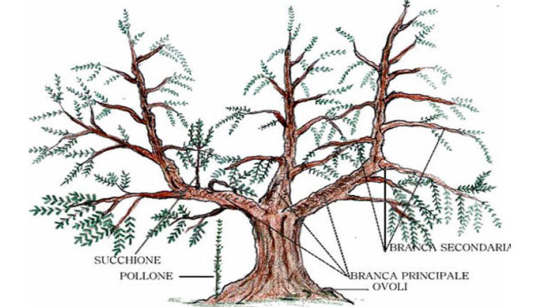 La potatura dell’olivo