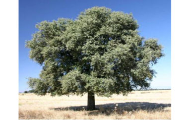 Una leggendaria pianta mediterranea