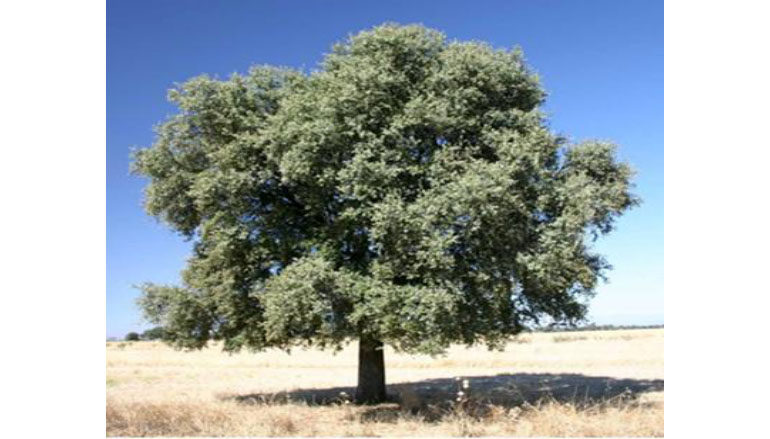 Una leggendaria pianta mediterranea