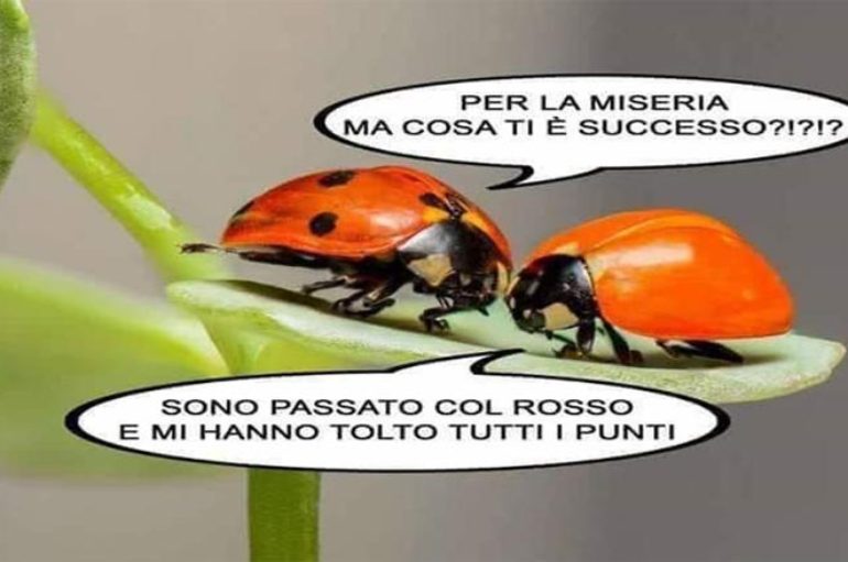 L’area matesina
