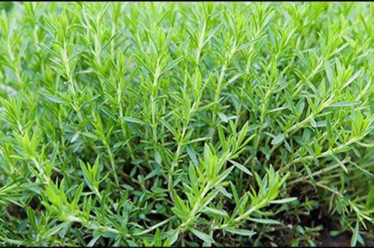 Una pianta dall’aroma pungente