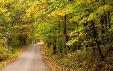 Una pianta che annuncia l’autunno