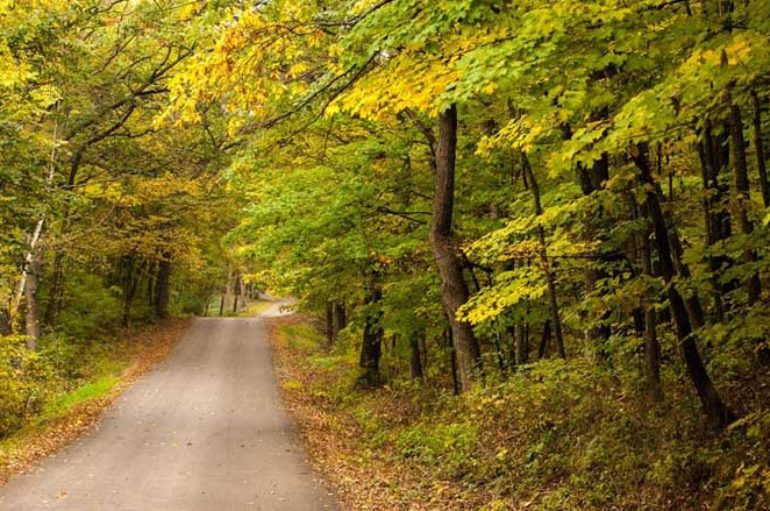 Una pianta che annuncia l’autunno