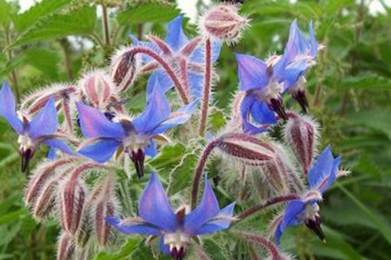 Un antidepressivo naturale