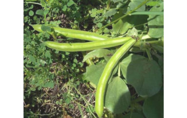 Un tipico legume primaverile