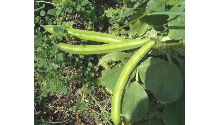 Un tipico legume primaverile