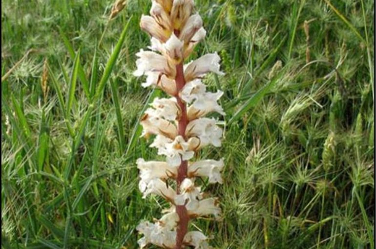 L’orobanche