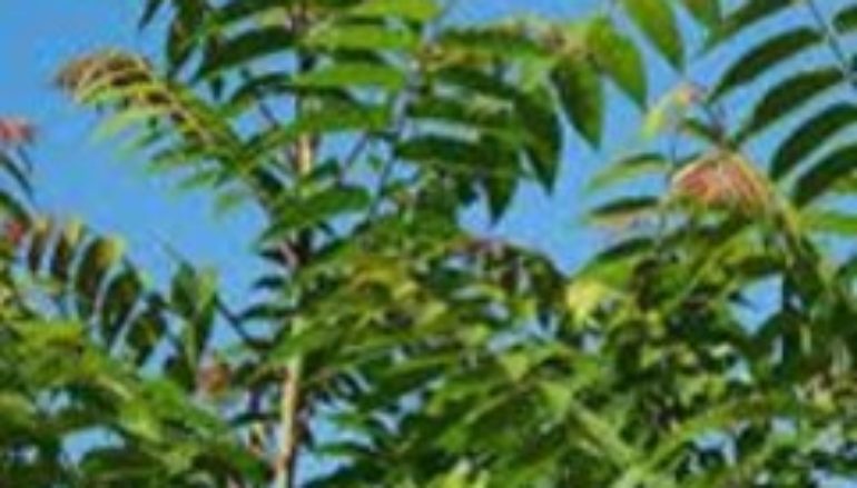 L’albero del cielo
