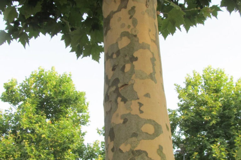 L’albero dei filosofi