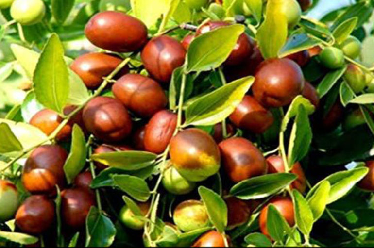 In brodo di giuggiole