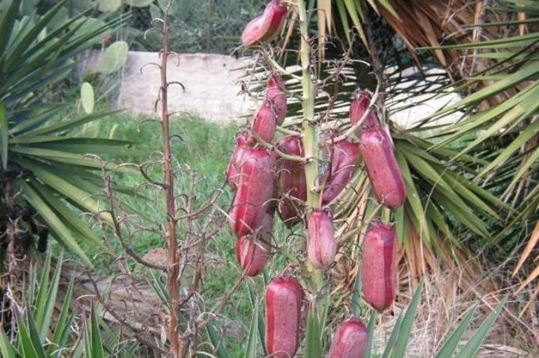 La yucca