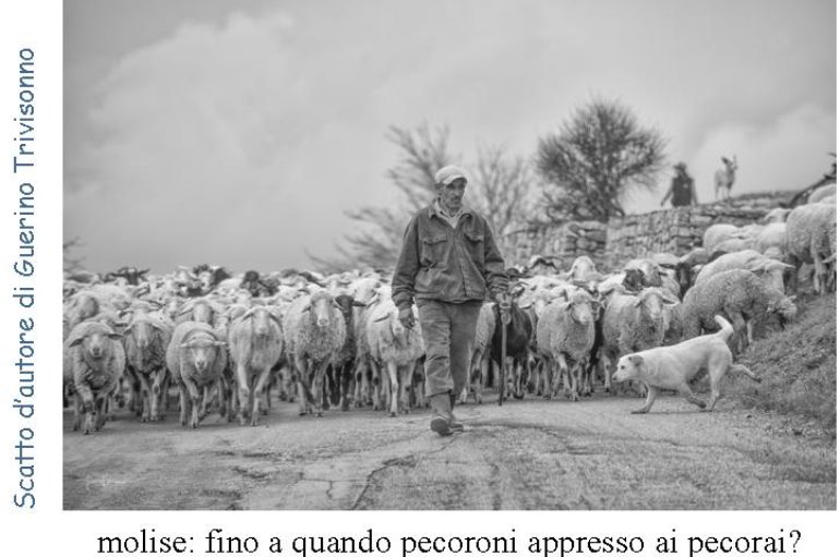 Scatto d’autore di Guerino Trivisonno – molise: fino a quando pecoroni appresso ai pecorai?