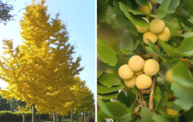 L’albero d’oro