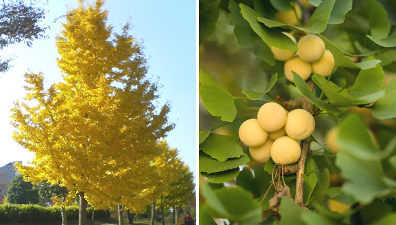 L’albero d’oro