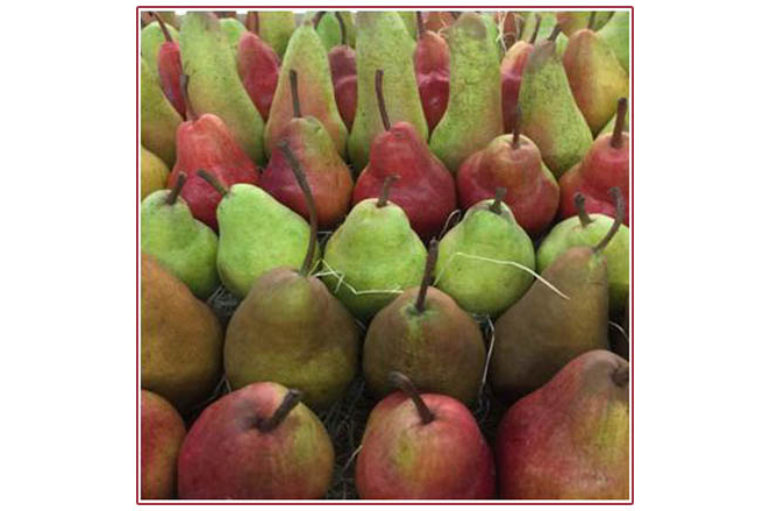 Al contadino non far sapere …