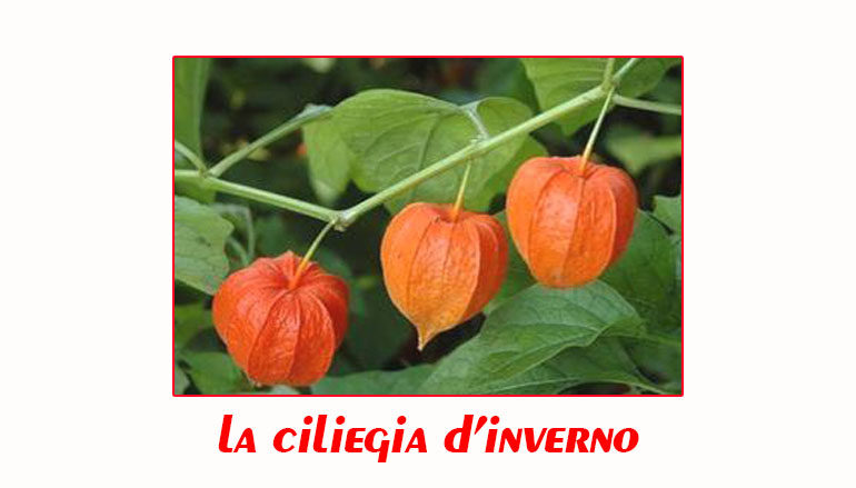 La ciliegia d’inverno