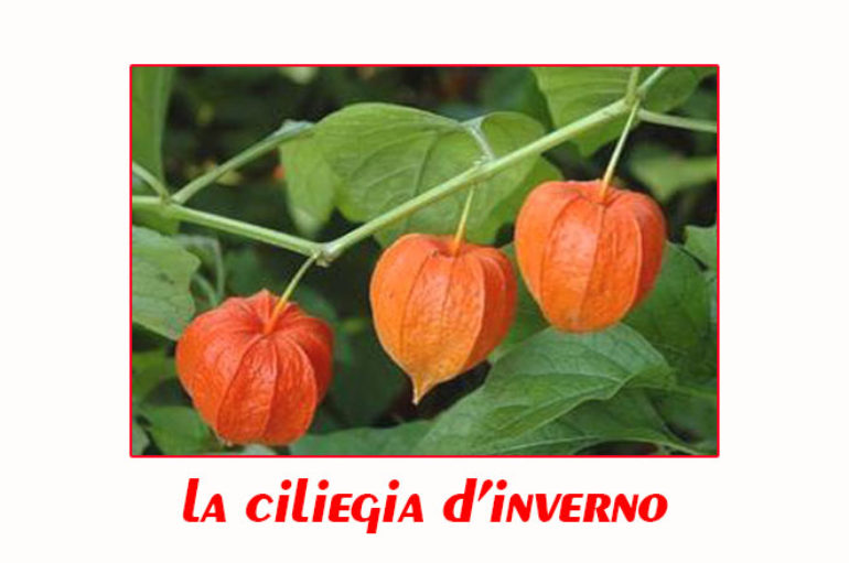 La ciliegia d’inverno