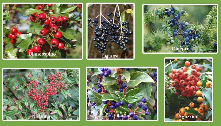 Il tempo delle bacche