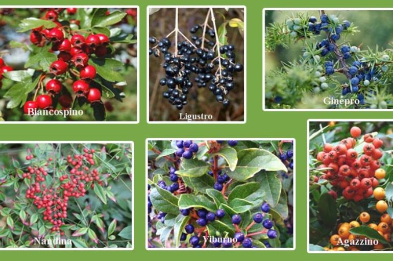 Il tempo delle bacche