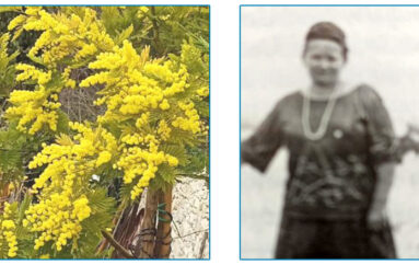 Mimose per le nonne