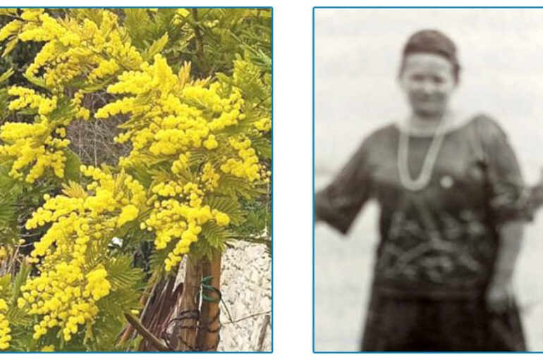 Mimose per le nonne