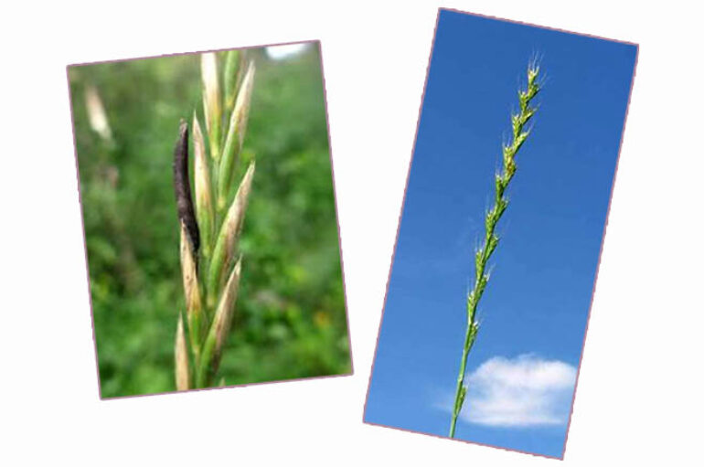 Distinguere il grano dal loglio