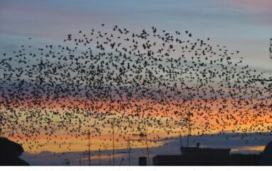 Foto Silvio Mencarelli: La natura non ha frontiere